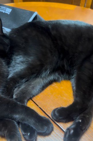 寝そべる猫の下半身