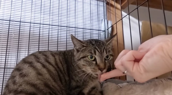 指のおやつを食べる猫