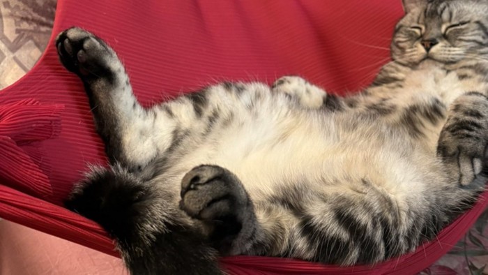 足を投げ出している猫の様子