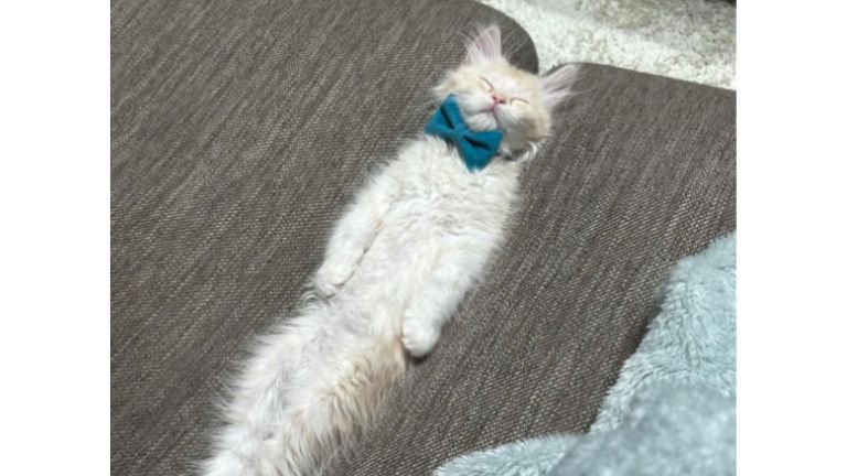 ソファで寝ている子猫