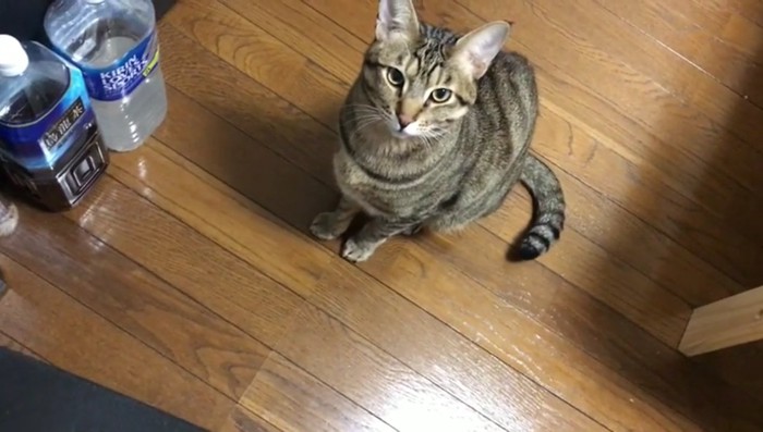 じっと見つめるティガーくん