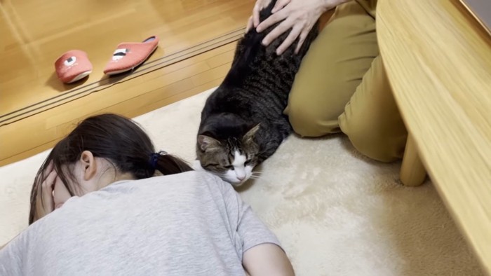 キジトラ白猫が人に寄り添っている様子