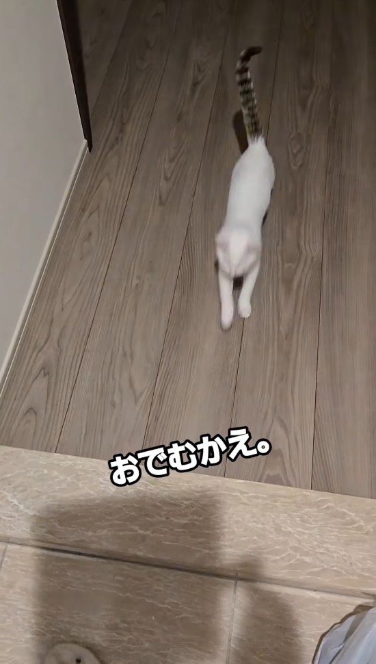 廊下を駆ける子猫