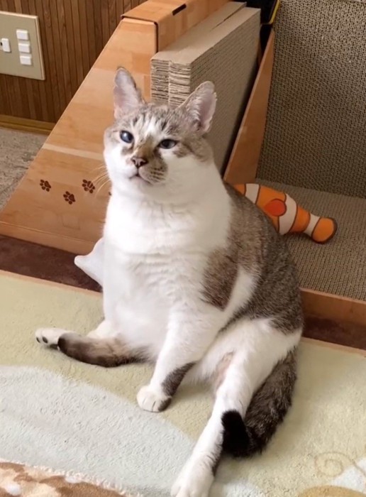 お座りで見上げる猫