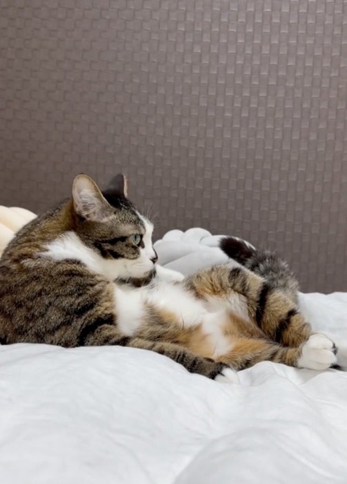 動きが止まる猫