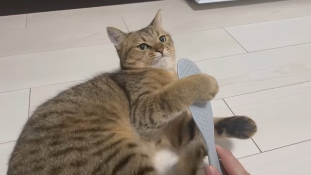 しゃもじにじゃれる猫