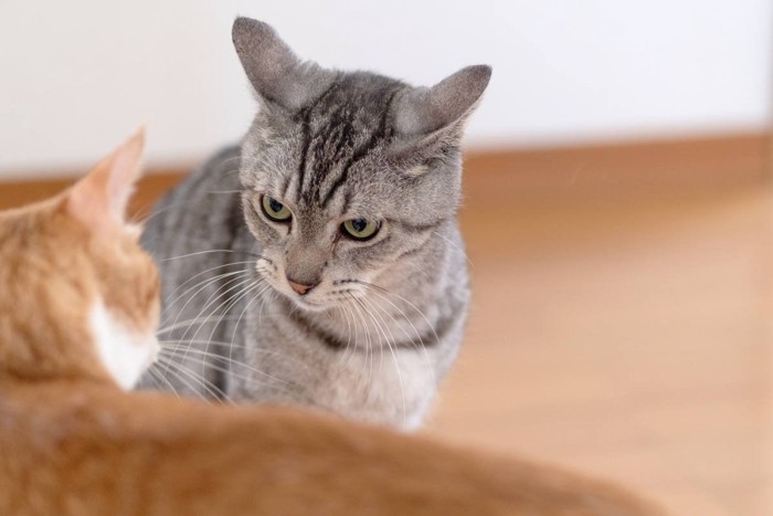 にらみ合う2匹の猫