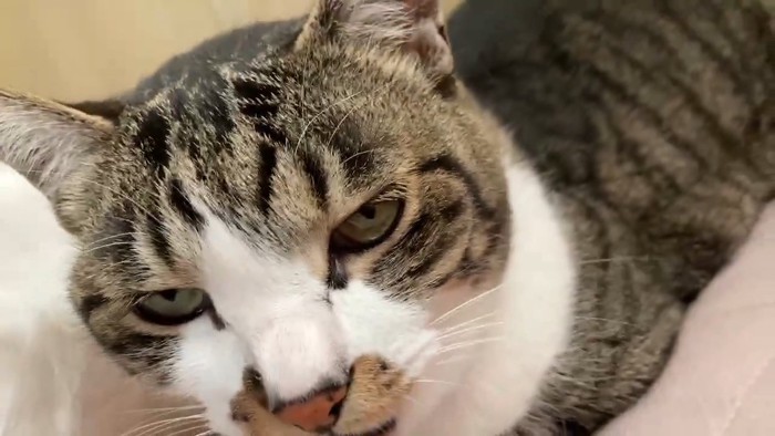 眠そうな猫