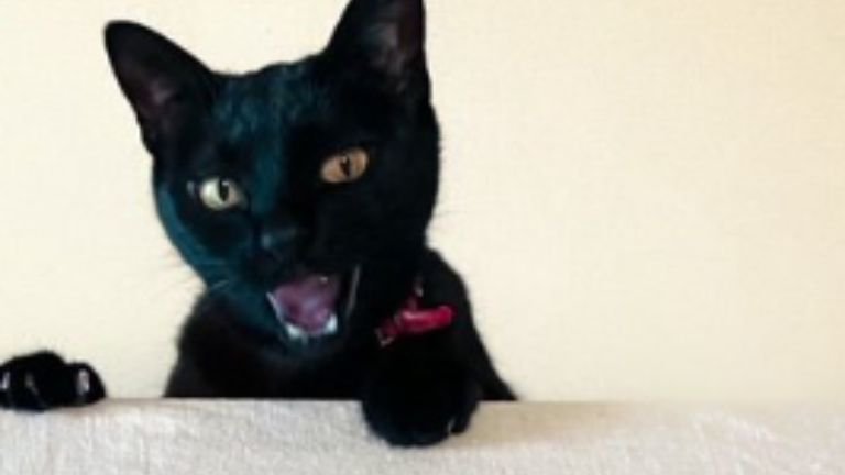 テーブルをのぞく黒猫