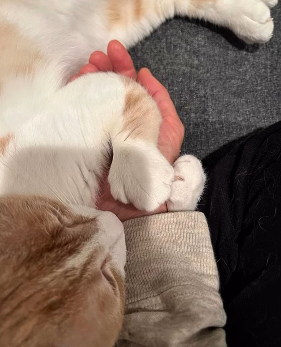 前足で飼い主の手を掴む猫