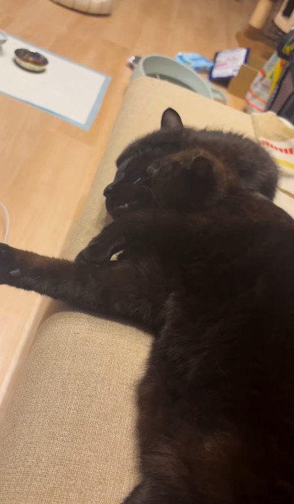 先住猫さんの上に乗るちこちゃん