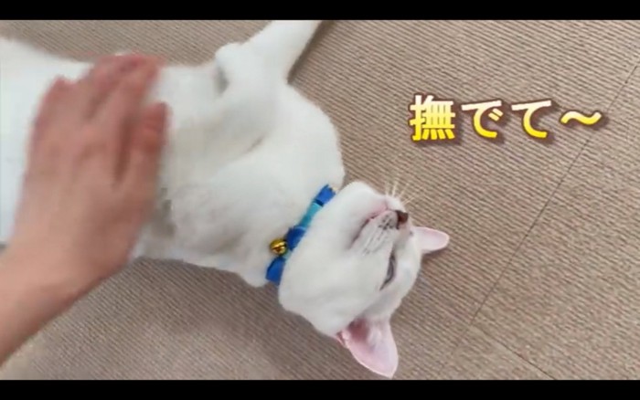 撫でられる猫