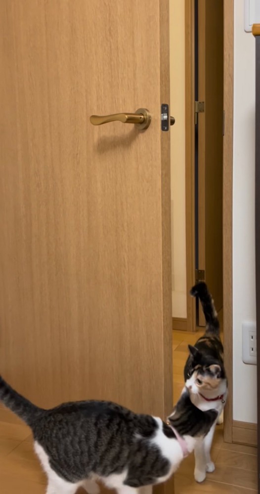 向こう側からドアを開ける猫