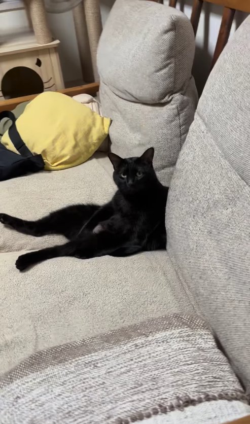 カメラ目線のソファに座っている黒猫（斜め横）