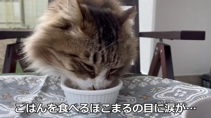 目を細めて食べる猫