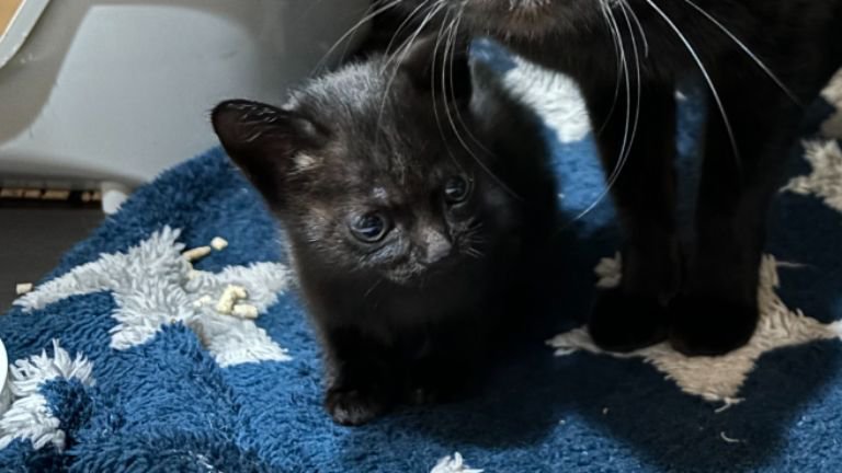 ケージの中にいる猫たち