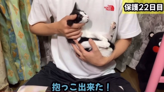 抱っこされる子猫