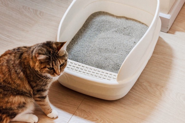 猫とトイレ 