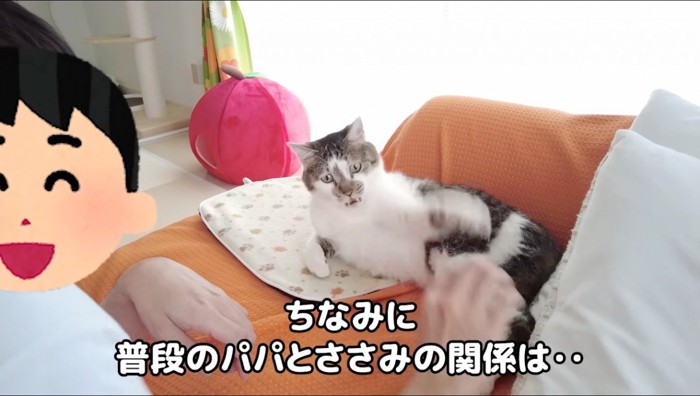 男性の手を前足で叩くキジ白猫