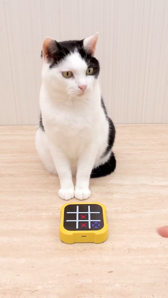 マルバツゲームをする牛柄猫