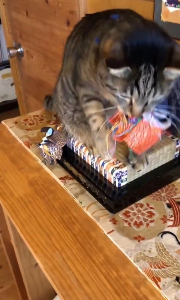 お雛様を噛む猫