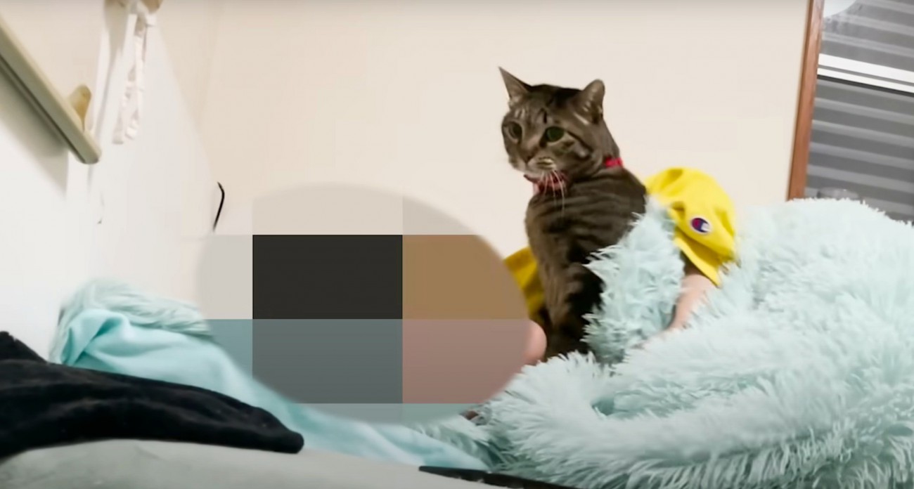 布団から顔を出す猫