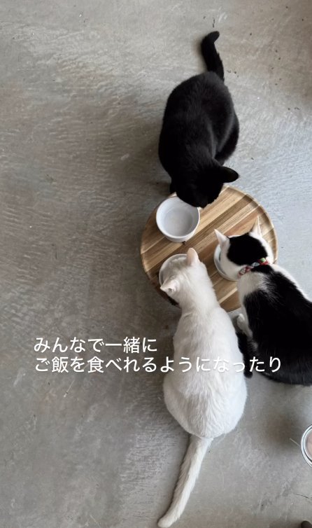 ご飯を食べる3匹の猫