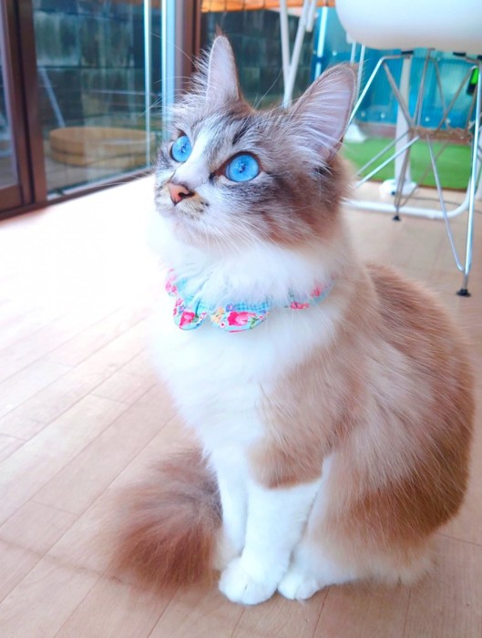 白と茶色の毛を持つ猫