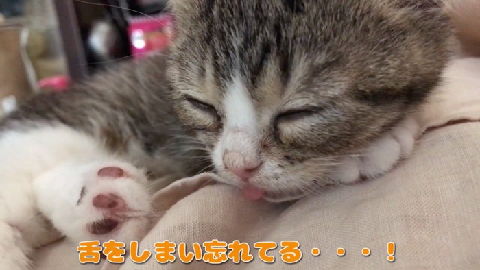 舌を出したまま眠る子猫