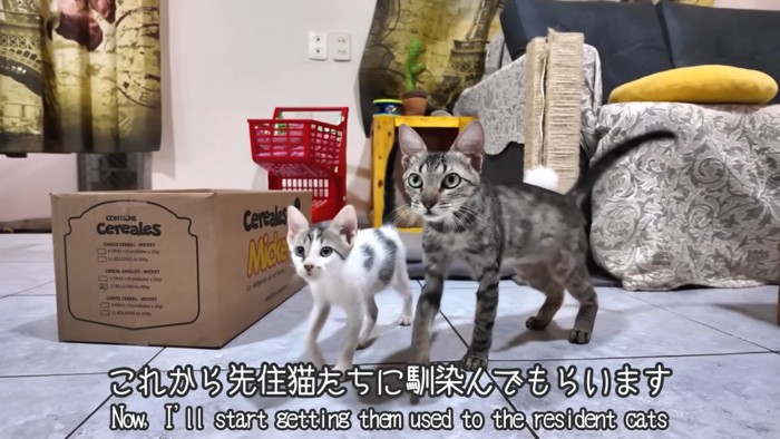 「これから先住猫たちに馴染んでもらいます」