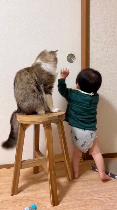 取っ手に手をかけようとする赤ちゃんと、赤ちゃんの手を見つめる猫