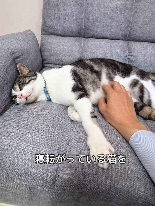 横になっている猫