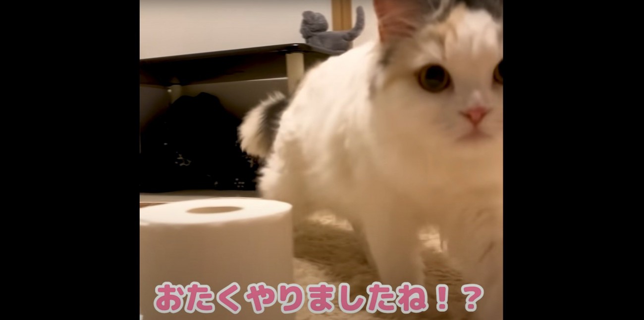 飼い主さんに詰め寄るつくしちゃん