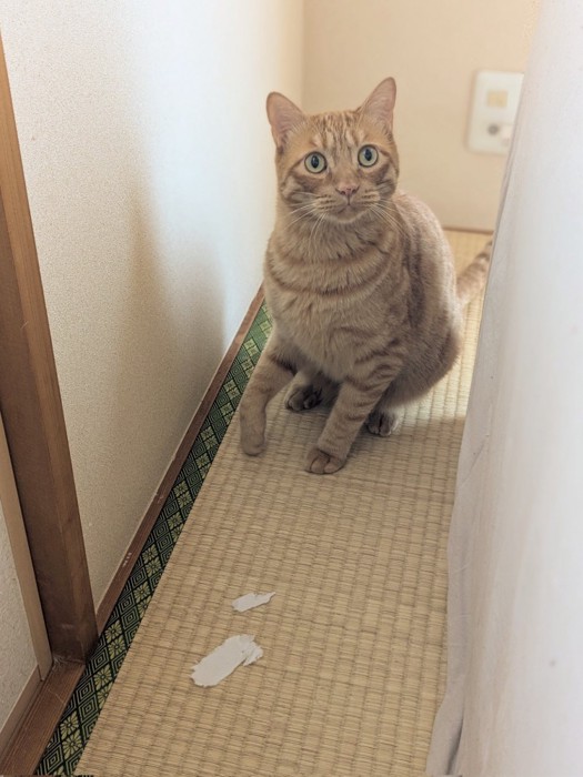 畳の上でおすわりする猫