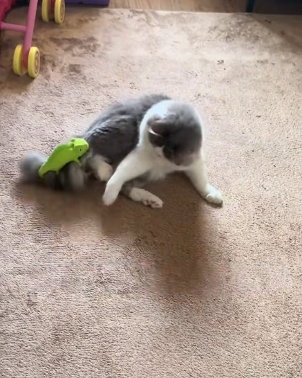 しっぽのぬいぐるみにパンチする猫