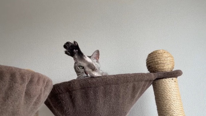 足を伸ばすマロちゃん