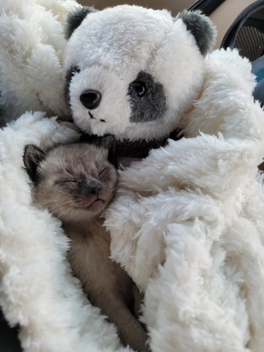 眠るモコロちゃん