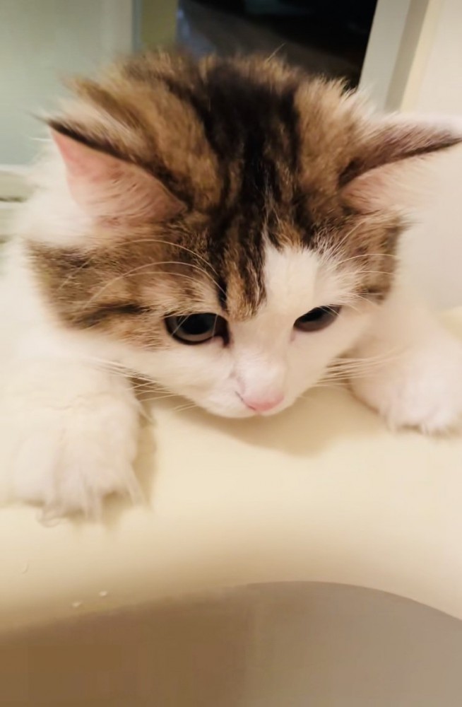 バスタブに両手をついて入浴中の飼い主さんを見るミヌエット