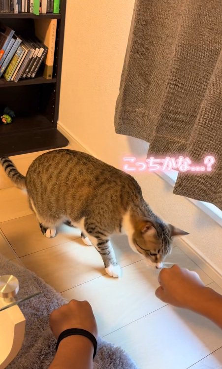 飼い主の右手に鼻でタッチする猫