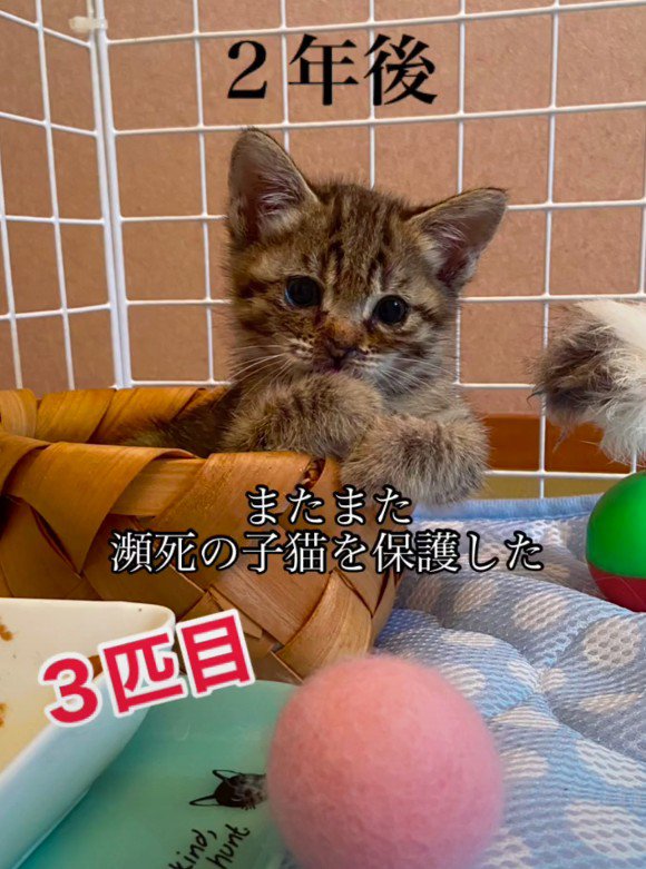 保護された子猫
