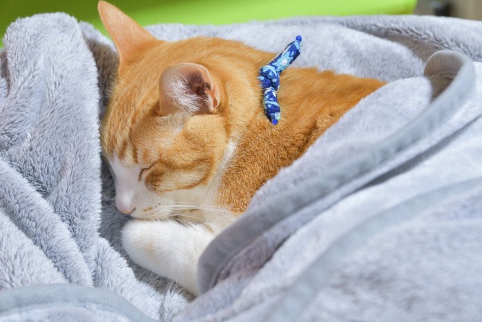 毛布に包まれて寝る猫