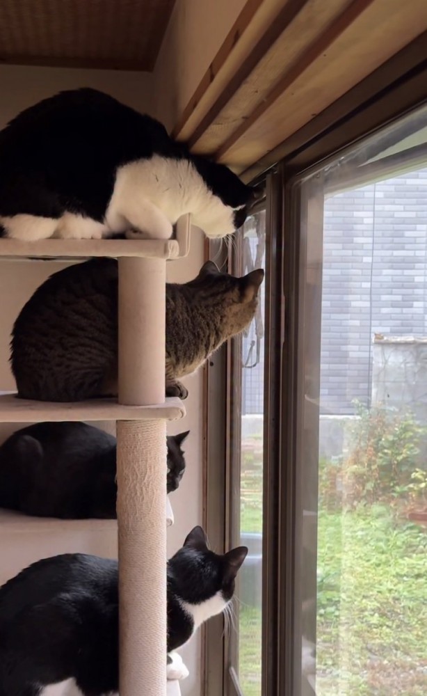 キャットタワーから窓の外を眺める4匹の猫