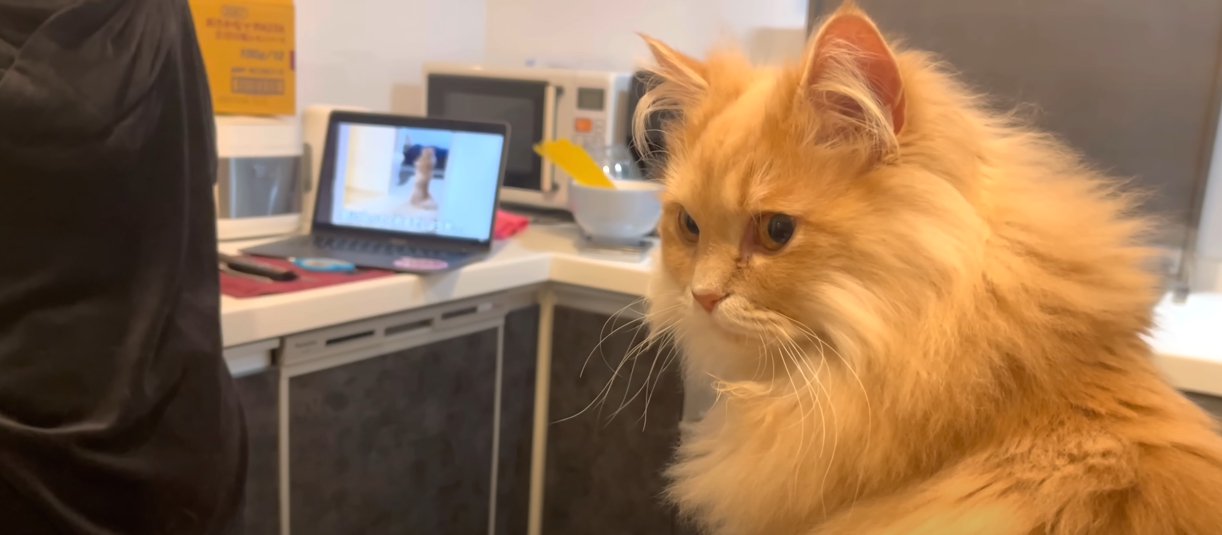 奥にパソコン、手前に座って振り返る猫