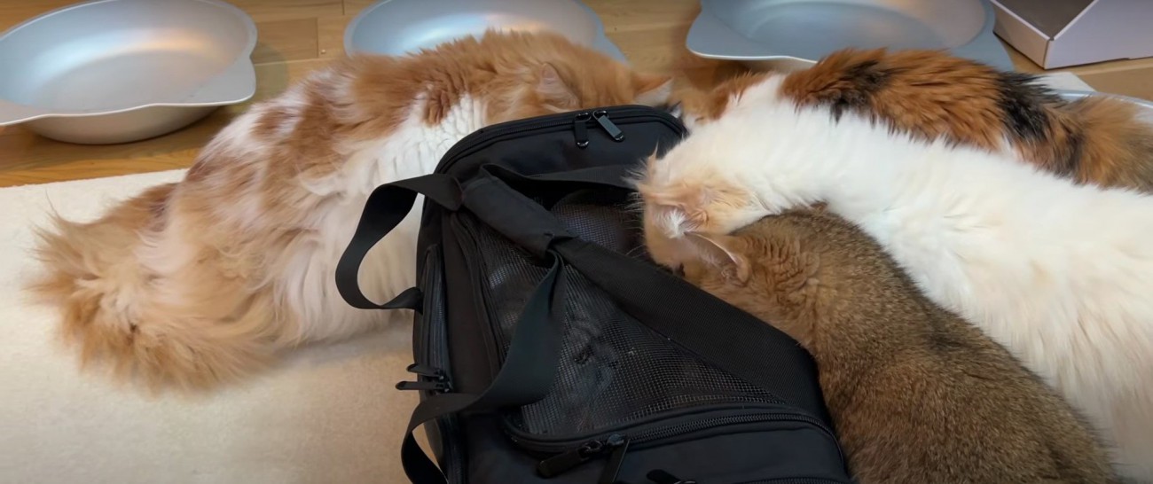 匂いを嗅いでいる猫たち