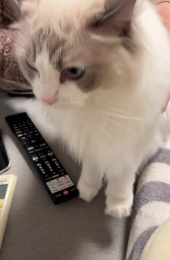 抱っこされる猫