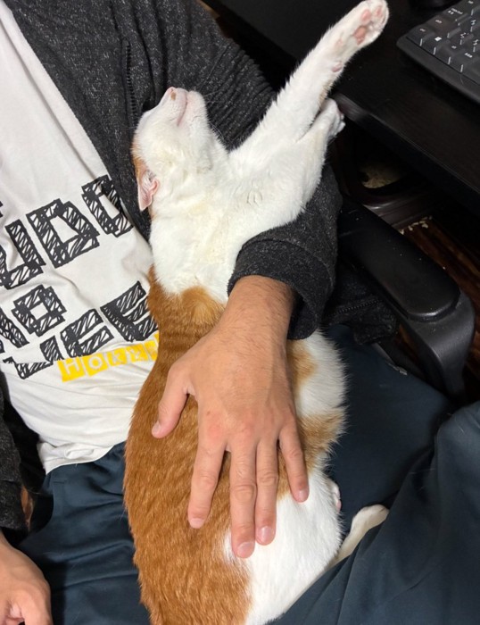 腕の中で眠る猫