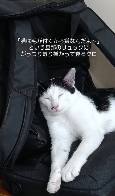 完全に眠っている猫