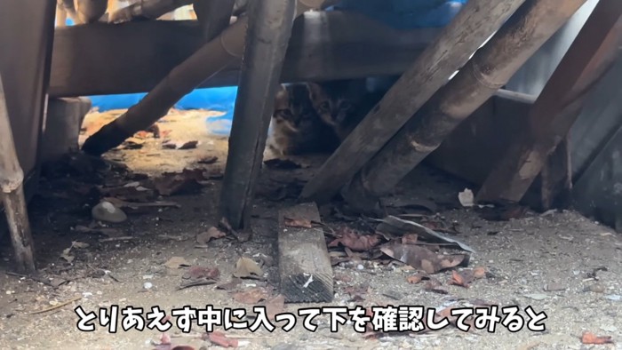 材木の間からママのほうを見る2匹の子猫