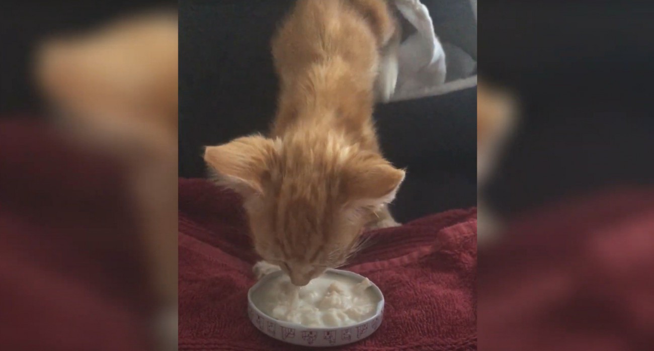 ミルクを飲む猫