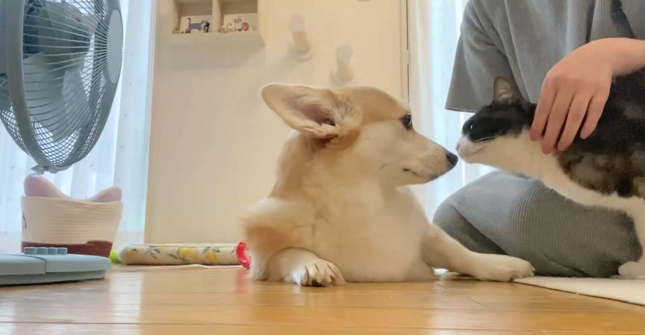 顔を寄せ合う犬と猫